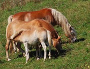 60 Padre, madre al pascolo d'erba, il piccolo al pascolo di latte
